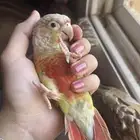 كنيور اناناس اليف