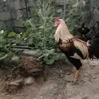 اثنين ديوك بصحه جيده ع اسوم