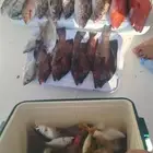 رحله صيد رحلة بياضه