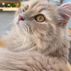 سيبري شيرازي تبني