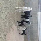 معزا دفيع ومواليد