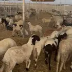 خرفان أمازيغي جاهزة للذبح أو التربية المذنب القصيم