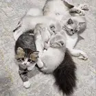 قطط اسكوتش فولد وقولد وشيرازي للبيع