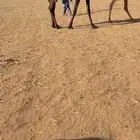 لقيه مجهم من بنات حاكمان الفصام الهرش سليمه وشروط