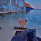 كلبه لعوبه وهاديه للبيع
