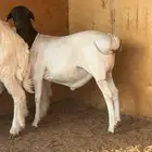 طليان برابر فل شحم مرابي 3 شهور