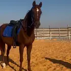 فرس لقحه للبيع