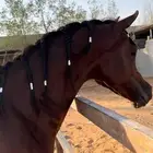 فحل مربط للبيع بسعر مناسب
