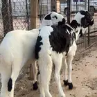 طليان سواكن مرابي