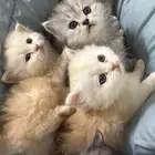 بيع قطط شيرازي بيور