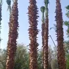 نخيل  واشنطني  الخرج  الحوطة القصيم الرياض مناطق المملكة