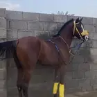 مهر شعبي كفوو