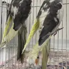 طيور كروان للبيع