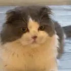 قط سكوتش ذكر للبيع بالدمام