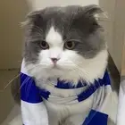 قط سكوتش مهجن للتبني بالدمام