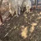 شاة حرية متبع