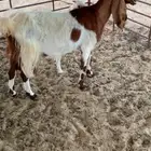رغوث تحته تيس