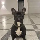 للبيع كلب فرنش بول دوق french bull dog