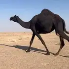 مجهم ضروبه طيبه غرابيه