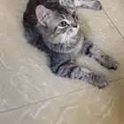 قطط لتبني