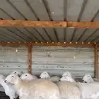 حريات حرش وفواخر كفوو