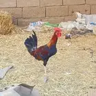 ديك سيافي دم صافي