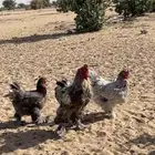 دجاج براهما