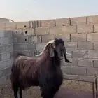 تيس قبرصي بيور ادبس فاخر منتج