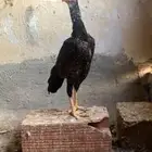 دجاج باكستاني سندي