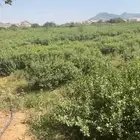 حناء-سدر-وسمة