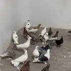 حمام
