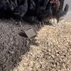 دجاج بلدي اسود بياض