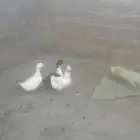 بط بلدي و الابيض بيرلنكي