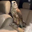 طير ضايع بالمشاهده