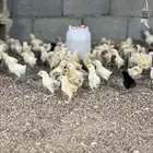 صوص عمر عشره ايام