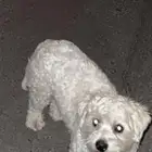 كلب لي التبني برسوم نوعه مالتيز نظيف