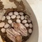 عشة حمام فرنسي