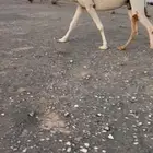 ضروبه