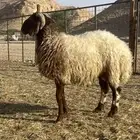 خروف جذع نعيمي مغلق شحم