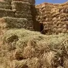 عروض حزم برسيم باقل وافضل الاسعار مع التوصيل تريلا كامله