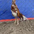 ديك سندي بيور