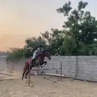 حصان للبيع
