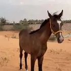 مهر فاخرر