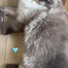 قطه