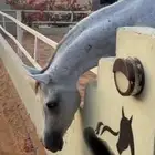 فرس عربية أصيلة طبعها هادي وجاهزة للعسف