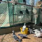 حمام زاجل ازواج