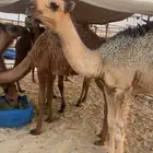 قعود مستقبل