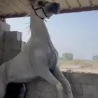 حصان واهو
