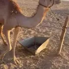 بكره. اصيل أبوها اعز الجيش. للبيع