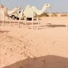 البل الكفوو